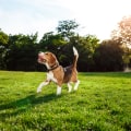 Bringing Your Pet to Country Clubs in Northwest Louisiana