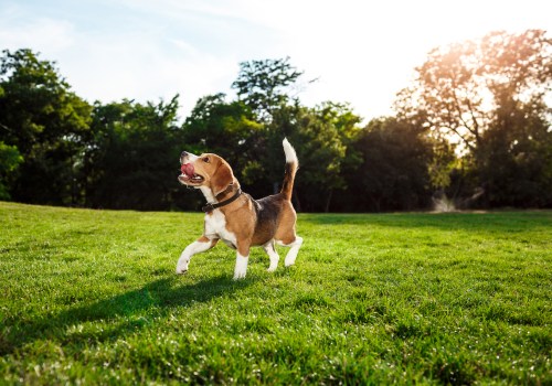 Bringing Your Pet to Country Clubs in Northwest Louisiana